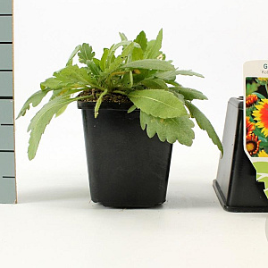 Gaillardia 'Kobold' GM P9