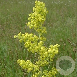 Galium verum GM P9