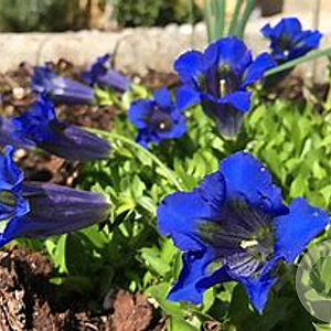 Gentiana acaulis GM P9