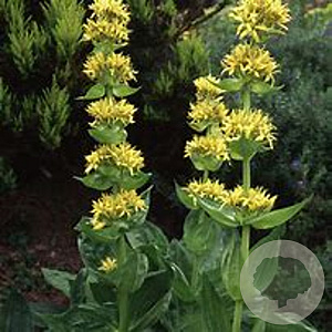 Gentiana lutea GM P9