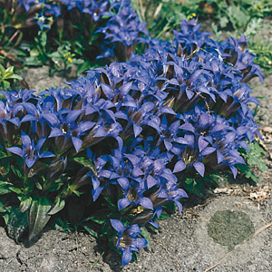 Gentiana septemfida lagodechiana GM P9