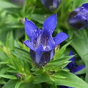 Gentiana septemfida lagodechiana GM P9