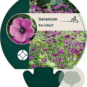 Geranium 'Ann Folkard' GM P9
