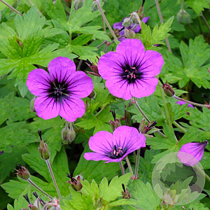 Geranium 'Anne Thomson' GM P9