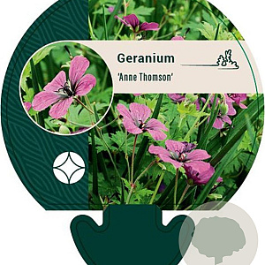 Geranium 'Anne Thomson' GM P9