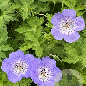Geranium 'Azure Rush' GM P9