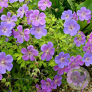 Geranium Blue Sunrise GM P9