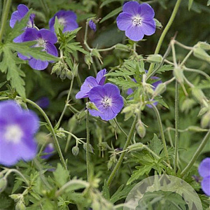Geranium 'Brookside' GM P9