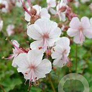 Geranium cantabrigiense GM P9