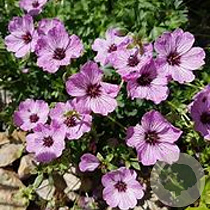 Geranium 'Carol' GM P9