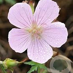 Geranium clarkei 'Kashmir Pink' GM P9