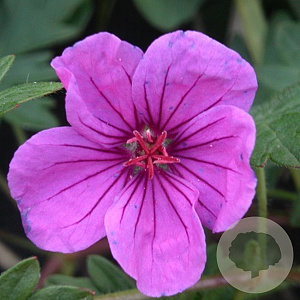 Geranium 'Dilys' GM P9