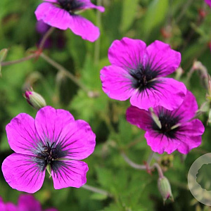 Geranium Dragon Heart GM P9