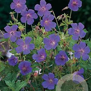 Geranium himalayense GM P9
