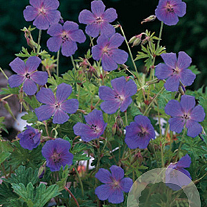 Geranium himalayense GM P9