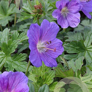 Geranium himalayense 'Gravetye' GM P9