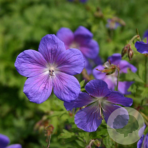 Geranium himalayense 'Gravetye' GM P9