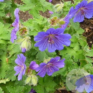 Geranium ibericum GM P9