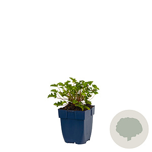 Geranium 'Japfu' GM  P11