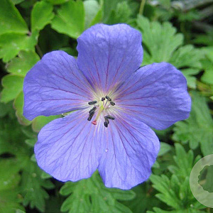 Geranium 'Johnson's Blue' GM P9