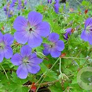Geranium 'Jolly Bee' GM P9