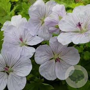 Geranium 'Lilac Ice' GM P9