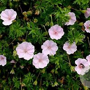 Geranium lindavicum 'Apple Blossom' GM P9