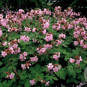 Geranium macr. 'Ingwersen's Var.' GM P9