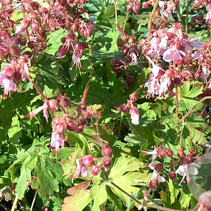 Geranium macr. 'Ingwersen's Var.' GM P9