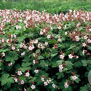 Geranium macr. 'Spessart' GM P9