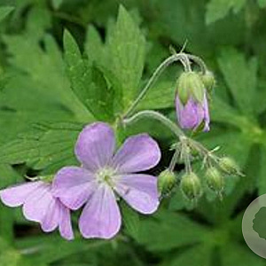 Geranium maculatum GM P9