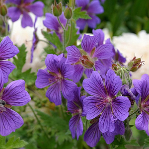 Geranium magnificum GM P9