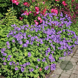 Geranium magnificum 'Rosemoor' GM P9