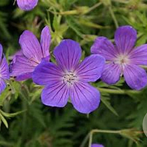 Geranium 'Nimbus' GM P9