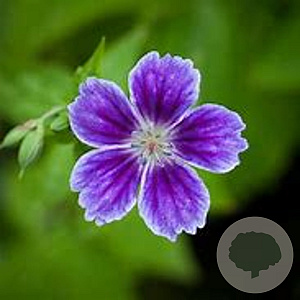 Geranium nodosum 'Clos du Coudray' GM P9