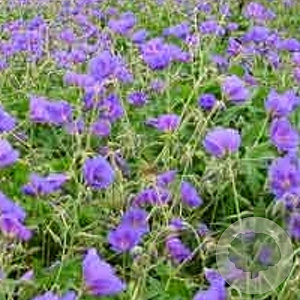 Geranium 'Orion' GM P9