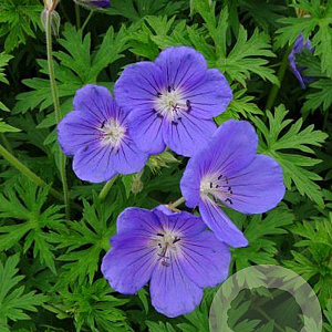 Geranium 'Orion' GM P9