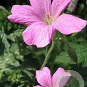 Geranium oxonianum GM P9