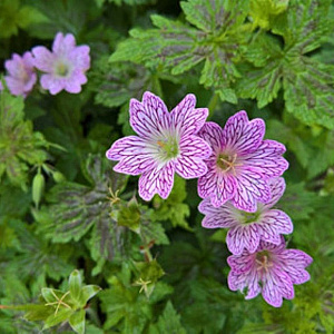 Geranium ox. 'Walter's Gift' GM P9