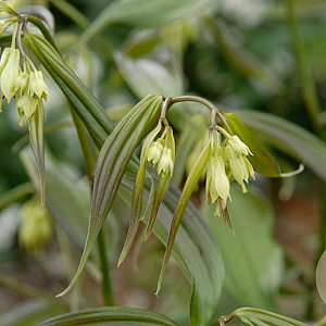 Disporum cantoniense 'Green Giant' GM P9