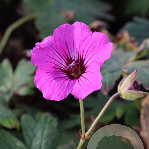 Geranium 'Patricia' GM P9