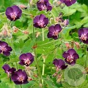 Geranium phaeum purpureum GM P9