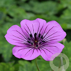 Geranium 'Pink Penny' GM P9