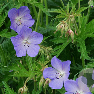 Geranium pratense GM P9