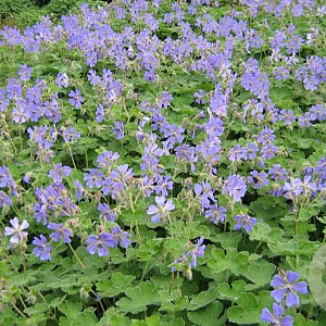 Geranium renardii 'Tcschelda' GM P9