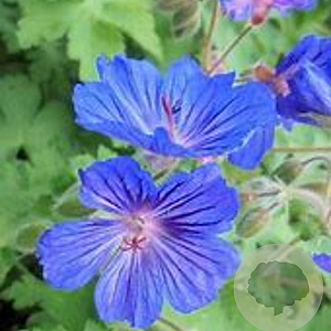 Geranium Sabani Blue GM P9