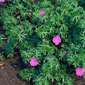 Geranium sanguineum GM P9