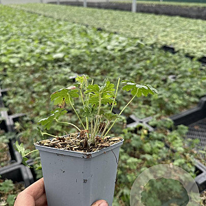 Geranium sanguineum GM P9