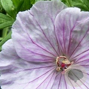 Geranium sang. 'Apfelblute' GM P9