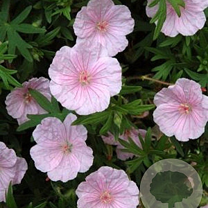 Geranium sang. 'Apfelblute' GM P9